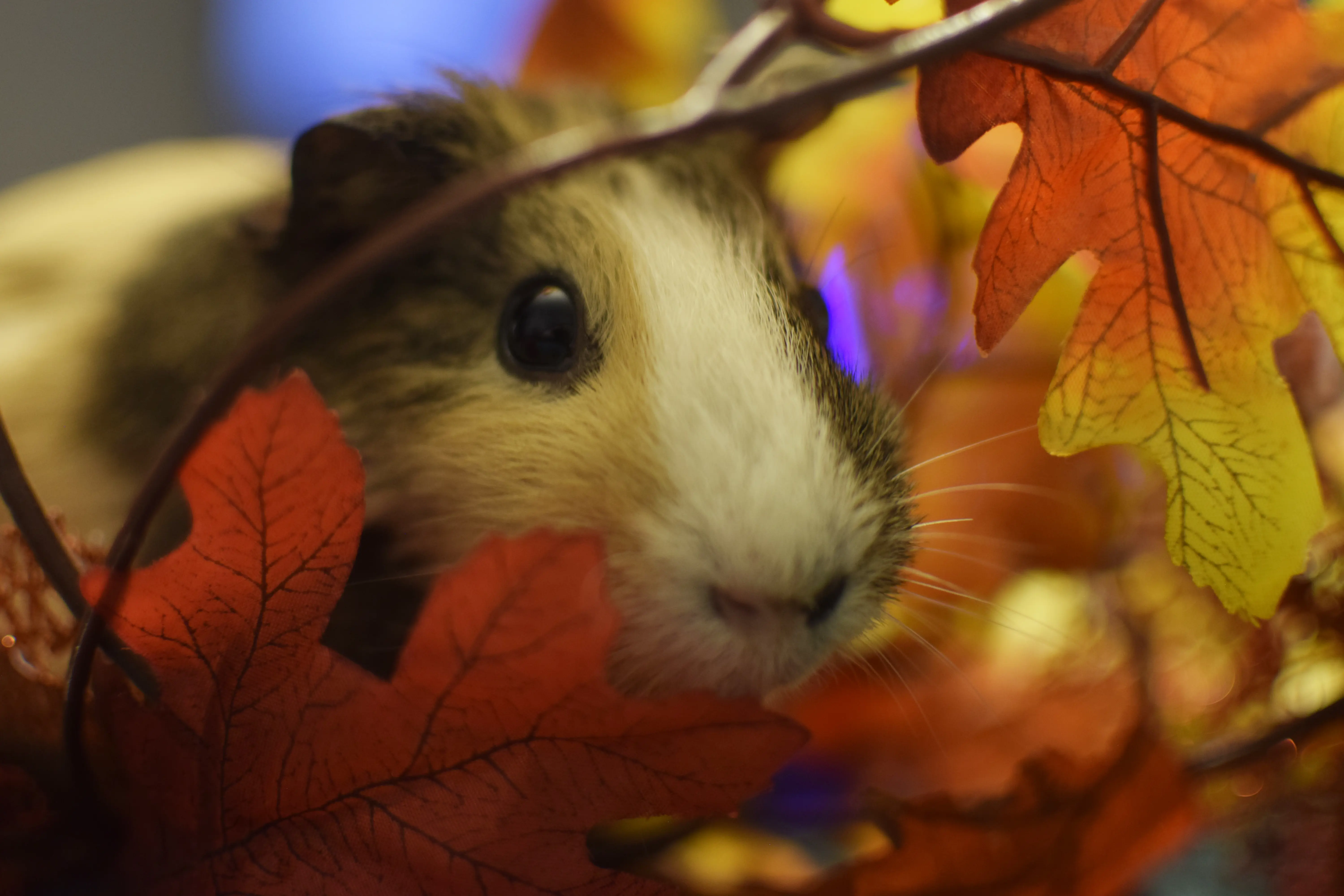 Cookie Photo Shoot