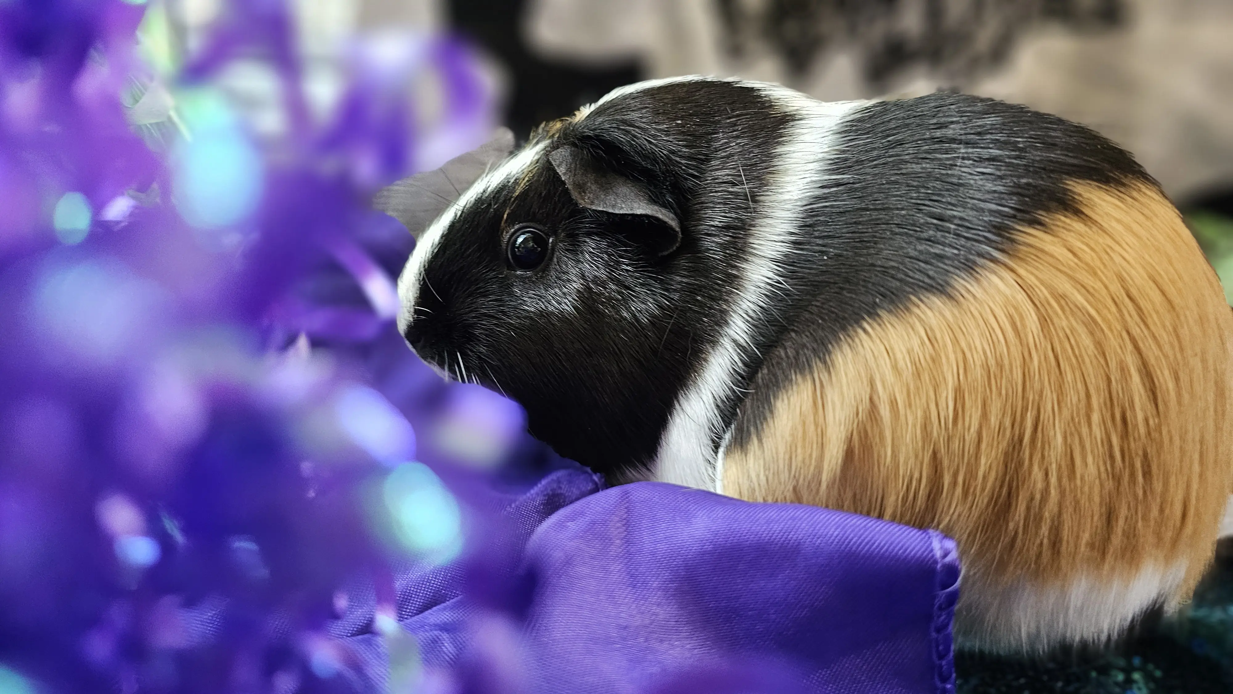 Zucchini Photo Shoot